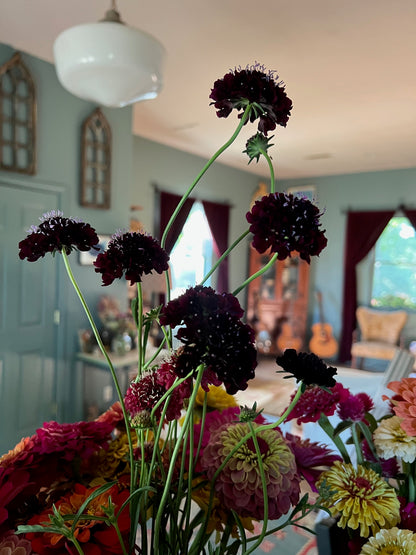 wiry stems and pin cushion flowers of black knight scabiosa