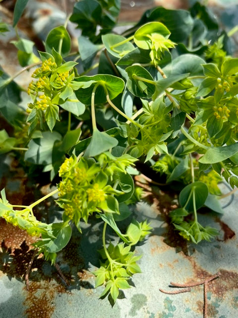 wax flower seeds Bupleurum 'Green Gold' Seeds, Lime Green Filler Flower for Cut Flower – Mountainlily Farm