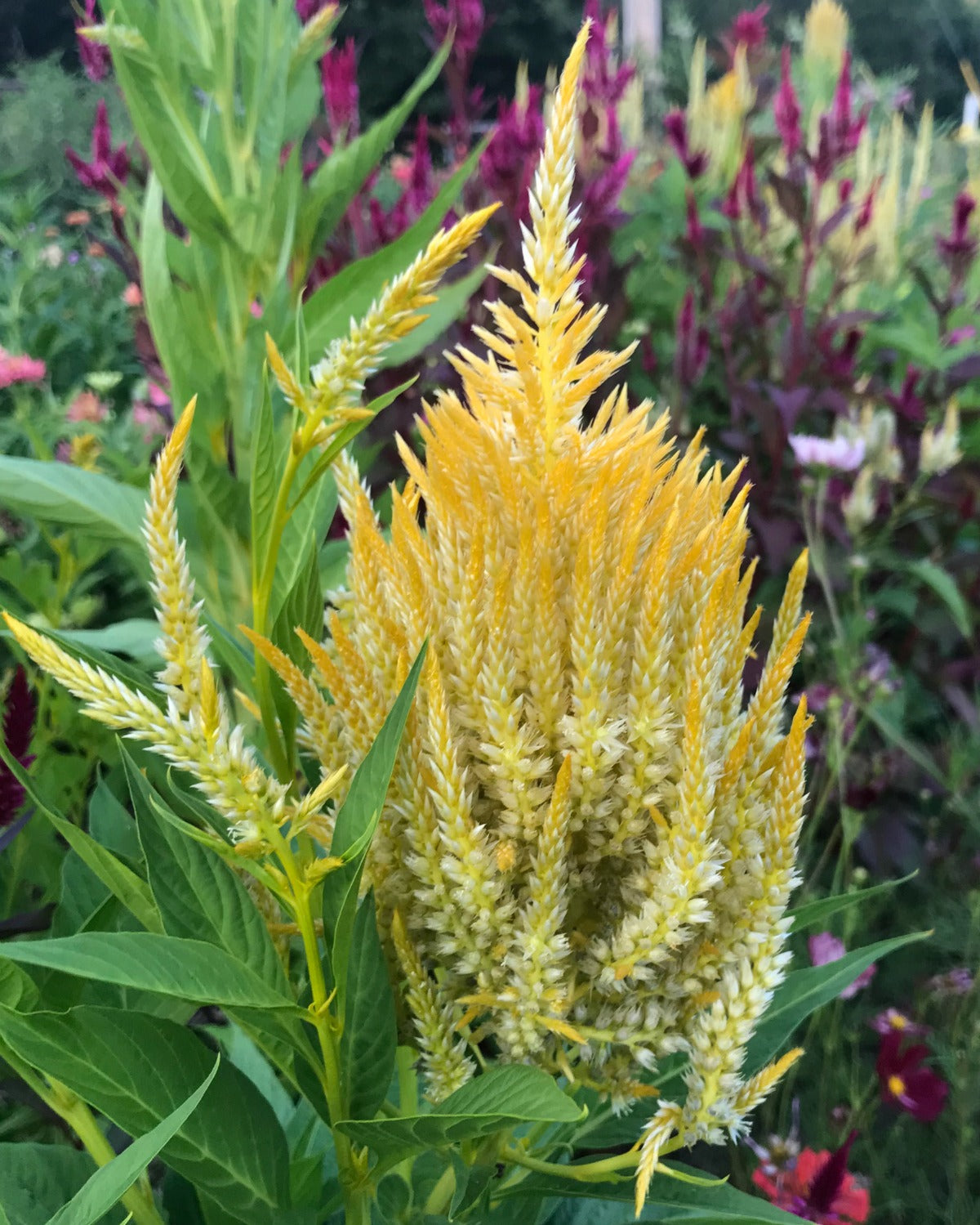large yellow plume celosia blooms