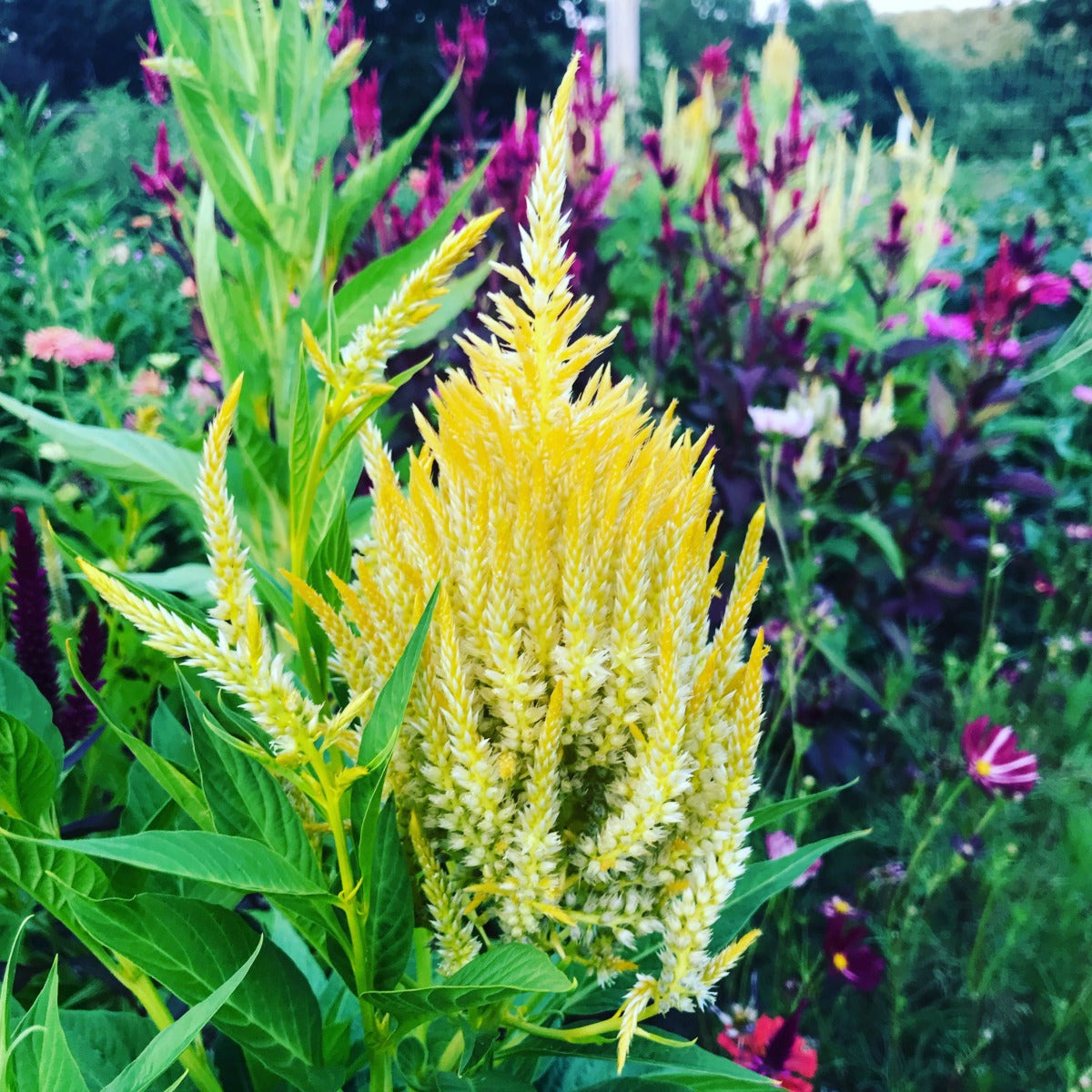 pampas plume celosia