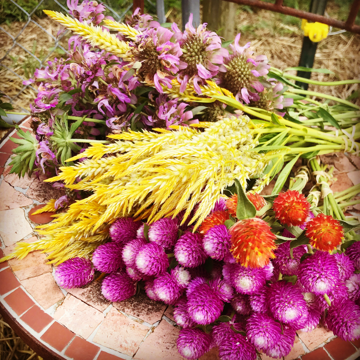 yellow celosia seeds