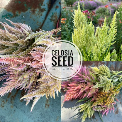 Celosia Seed Collection, 10 Varieties of Annual Celosia Seed