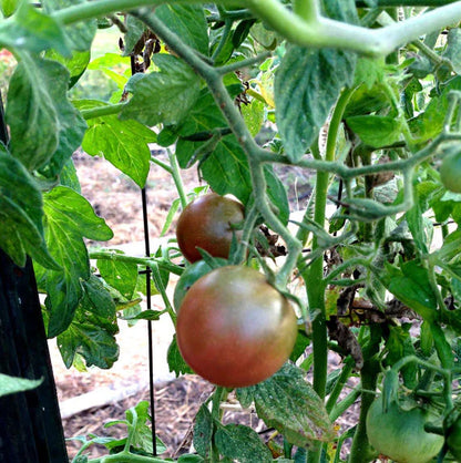 heirloom tomatoes in the vegetable garden