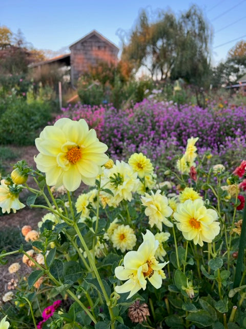 pollinators love the single dahlias grown from seed