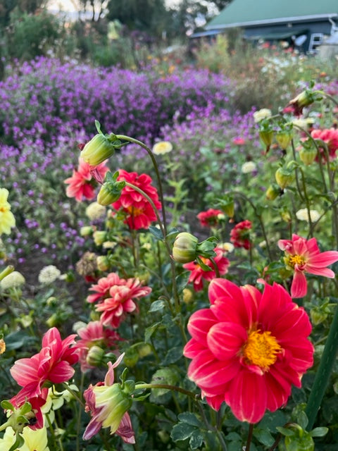 single dahlias are a favorite of bees 