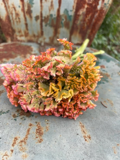 copper colored crystal beauty celosia