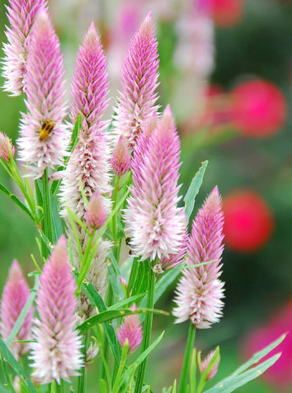 pink spiked Flamingo Feather Celosia in the Celosia mix 