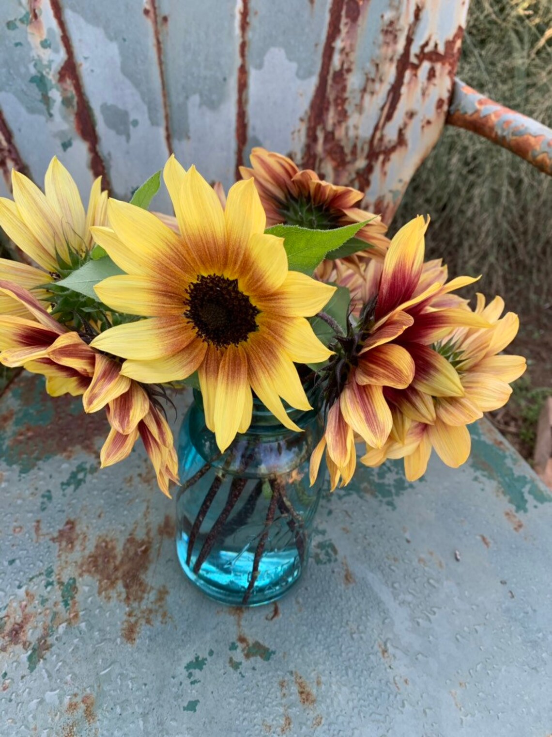 yellow and red sunflower Florenza for pollinator gardens