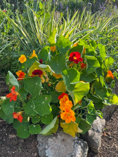 mixed nasturtium edging a flower bed