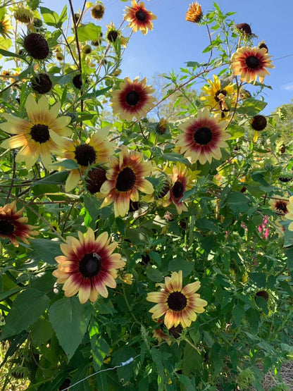 sunflower florenza in the summer garden 