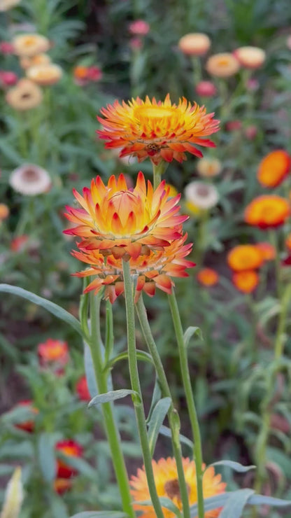 King Size Orange Strawflower Seeds