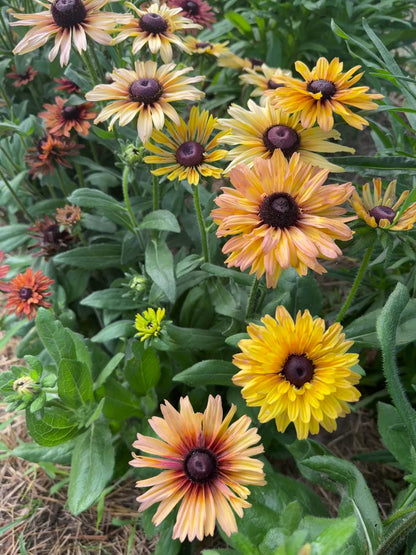 Sahara Rudbeckia Seeds, Rudbeckia hirta 'Sahara' Mix