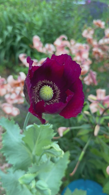 Lauren's Grape Poppy Seeds, Purple Breadseed Poppies