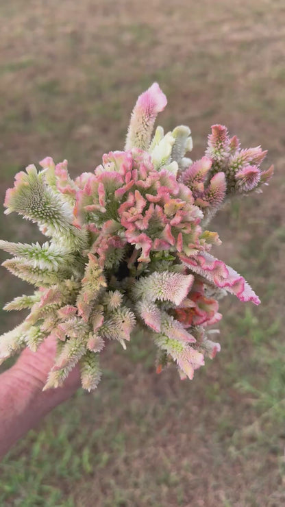 Pink Chenille Celosia Seeds