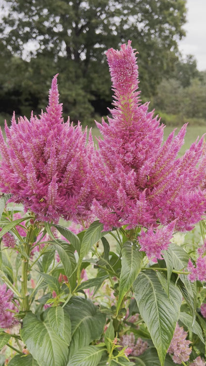 Celosia Seed Collection, 10 Varieties of Annual Celosia Seed