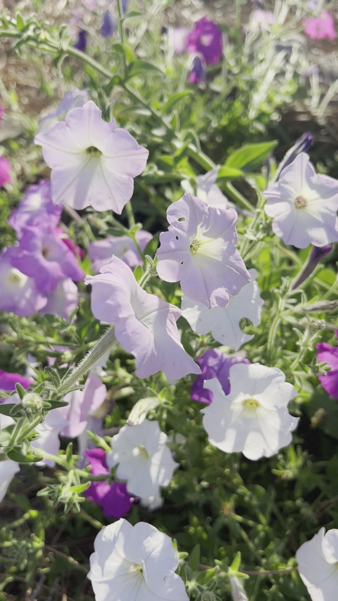 old fashioned petunias in the garden
