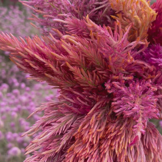 Sunset Mix Celosia Flowers 