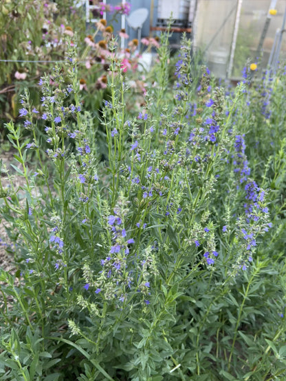 Blue Hyssop officinalis, Great for Bee Friendly Gardens and Herb Gardens