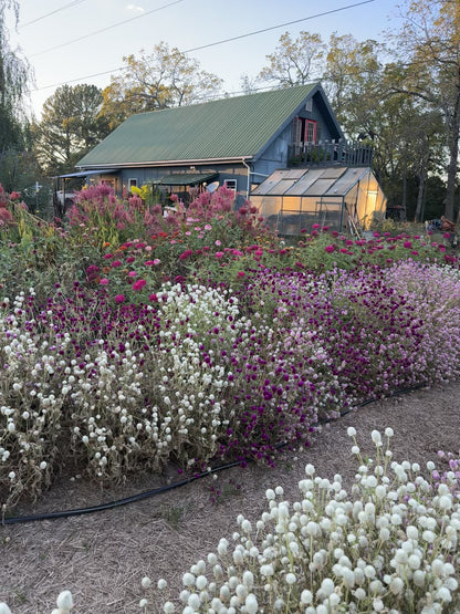 Strawberry Fields Gomphrena, Red Globe Amaranth for Cut Flower Gardens