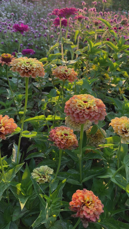 Queen Lime Orange Zinnia Seeds, Unusual Zinnia for Cut Flower Garden and Butterfly Gardens