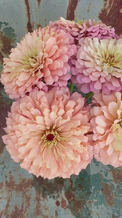 Ballerina Zinnia Seeds for Cut Flower Gardens