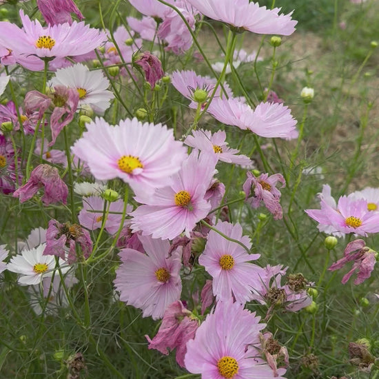 cosmos in the cut flower garden