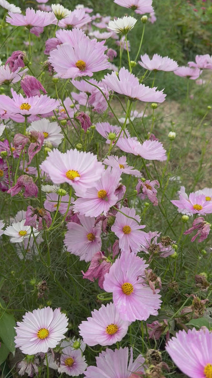 cosmos in the cut flower garden