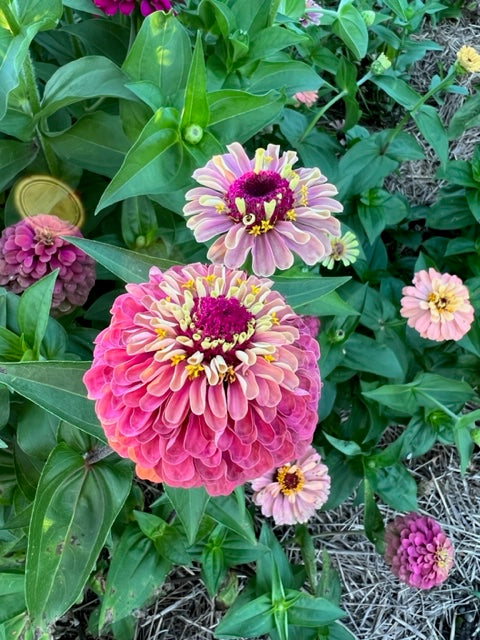 queeny red lime zinnia in the garden
