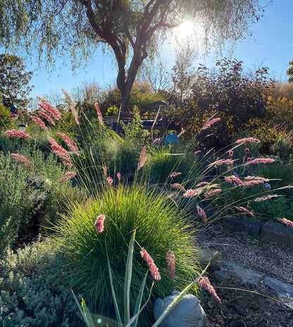 pink ruby grass in the garden