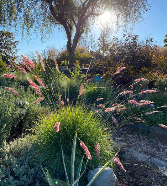 pink ruby grass in the garden