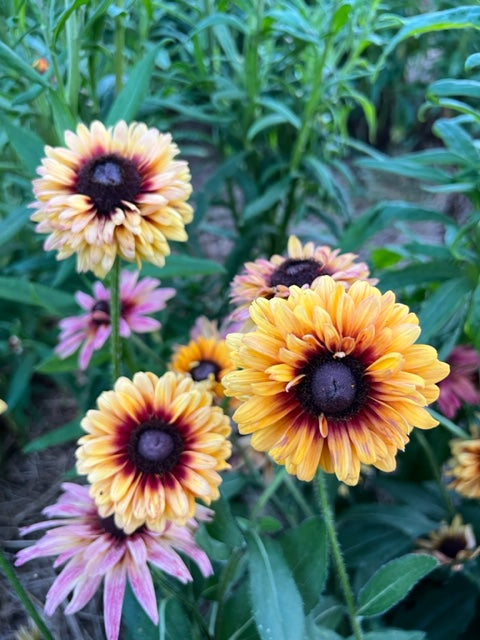 sahara mix rudbeckia seeds