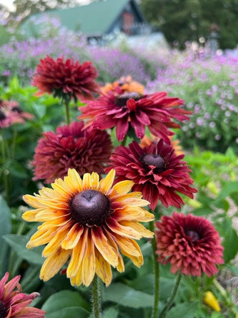 sahara rudbeckia in the cut flower garden