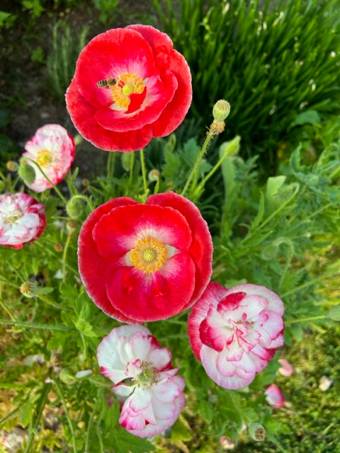 Shirley Poppy Supreme Seeds, Large Flowering Shirley Poppy Seed Mix