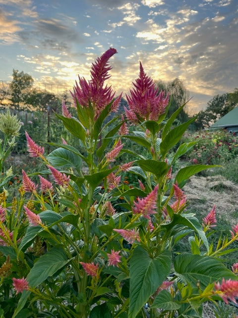 celosia in the cut flower garden