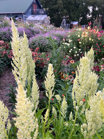 sylphid celosia in the flower garden