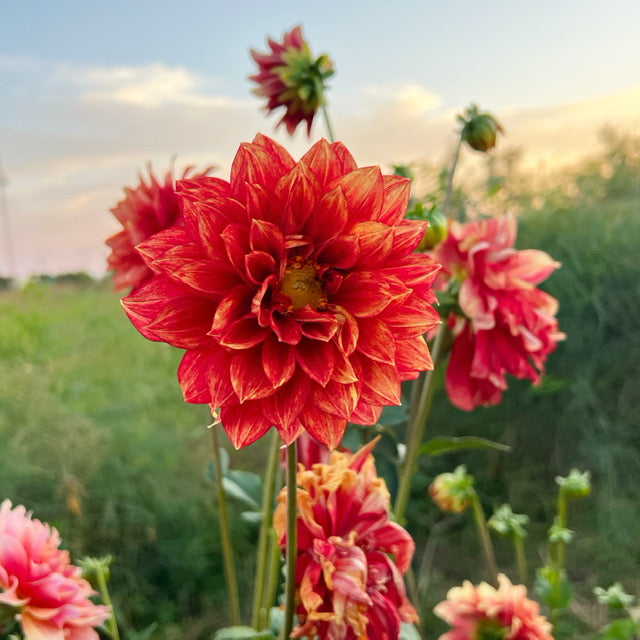 Seed grown dahlias in the cut flower garden