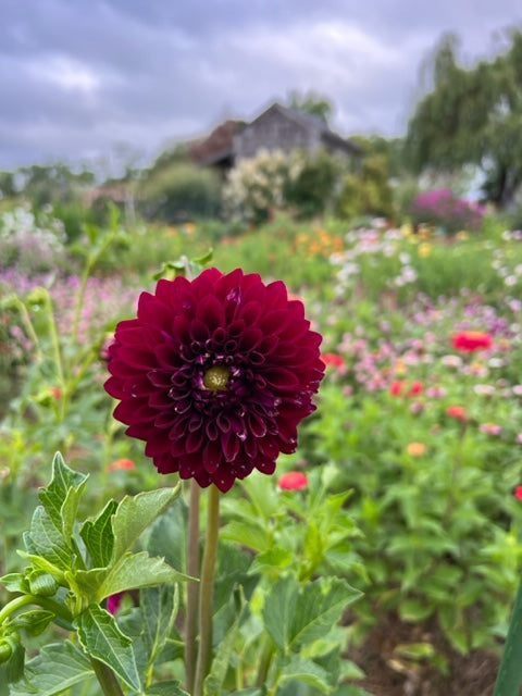 red dahlia grown from seeds