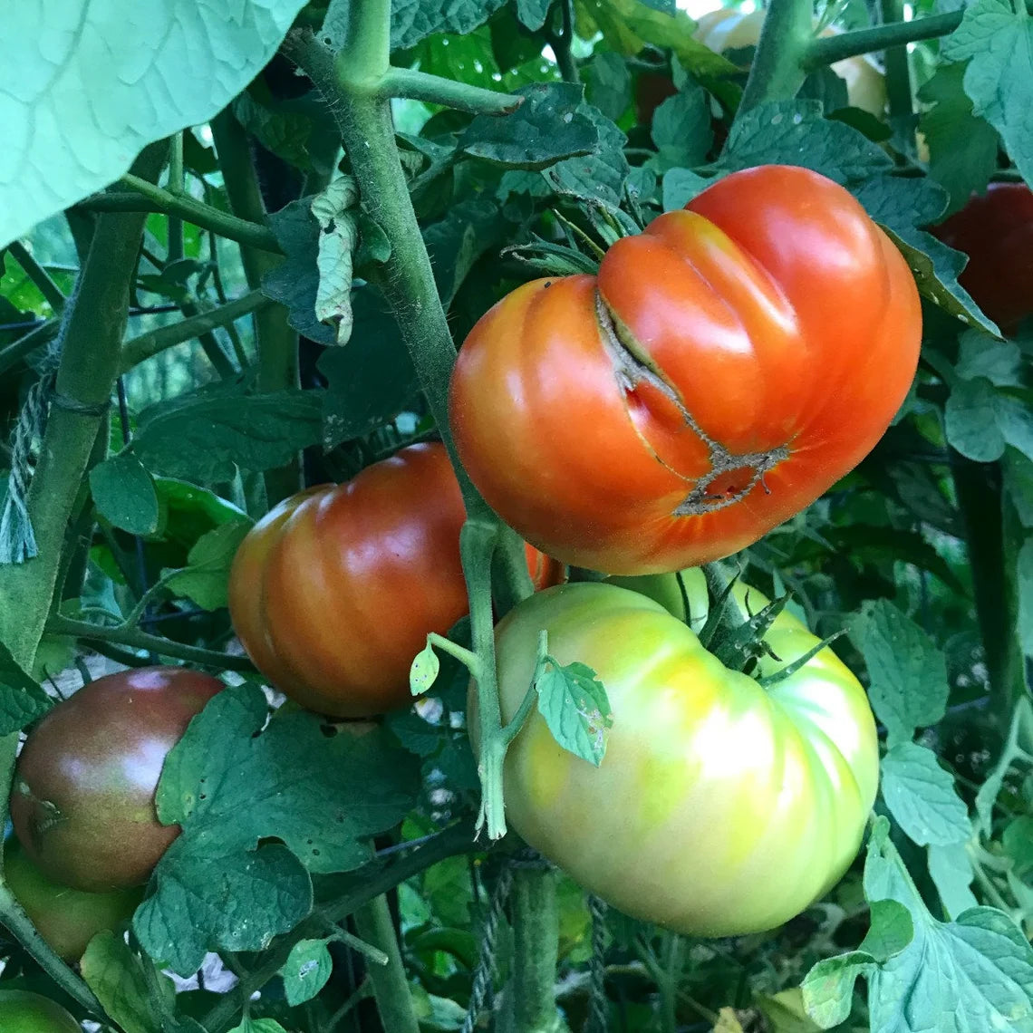 Heirloom tomatoes in the vegetable garden. 