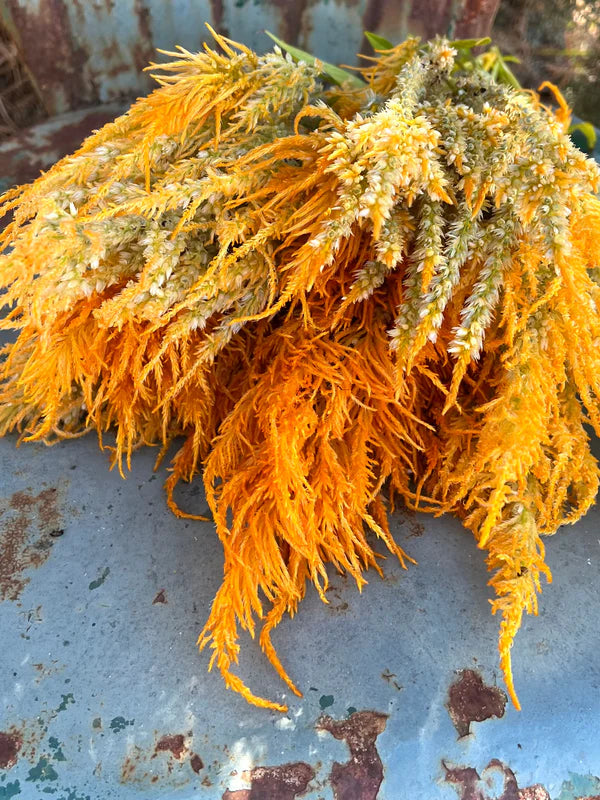 yellow plume celosia in the Mountainlily Farm Celosia Mix