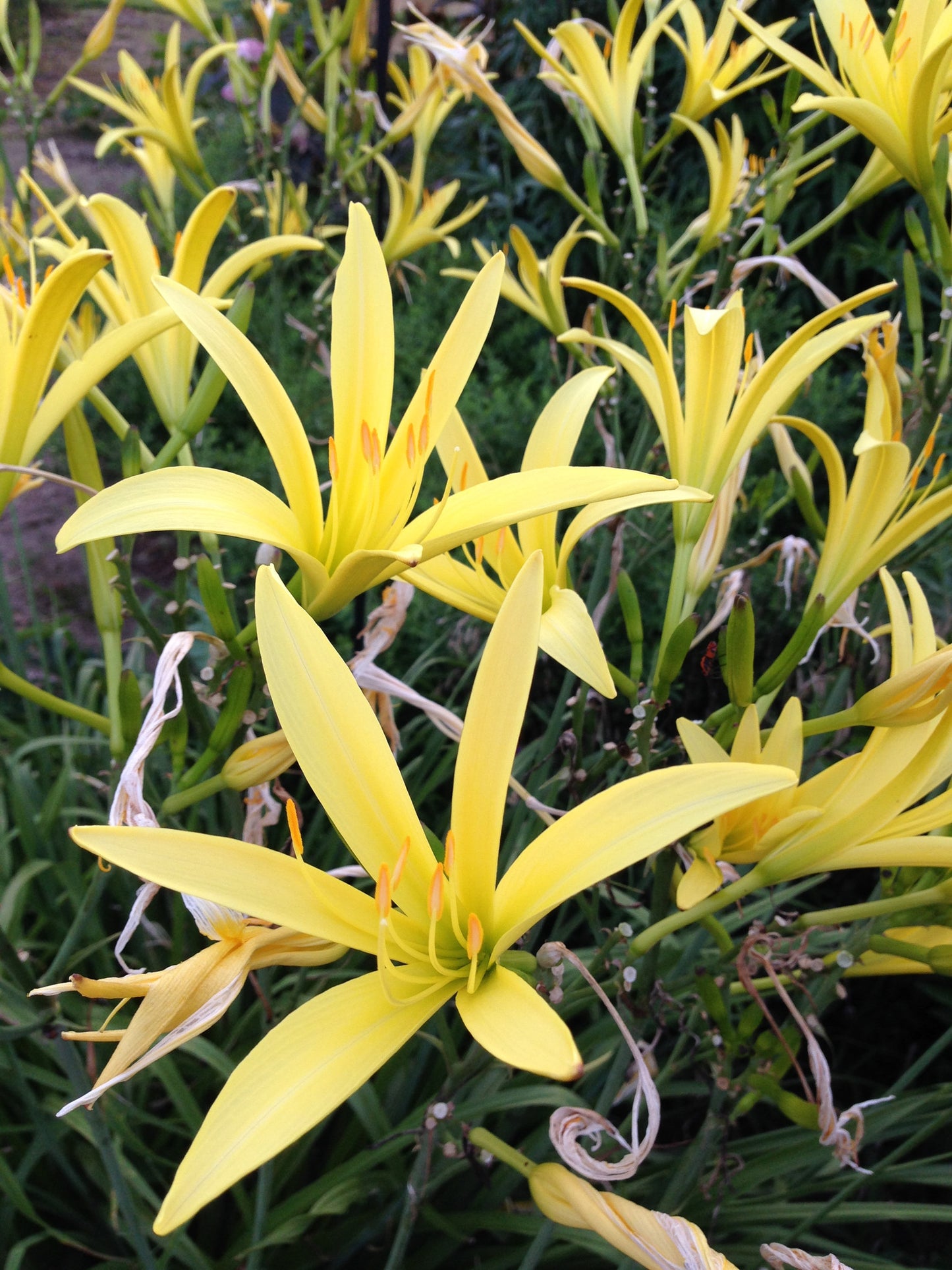 Night Blooming Daylily Hemerocallis lilioasphodeulus