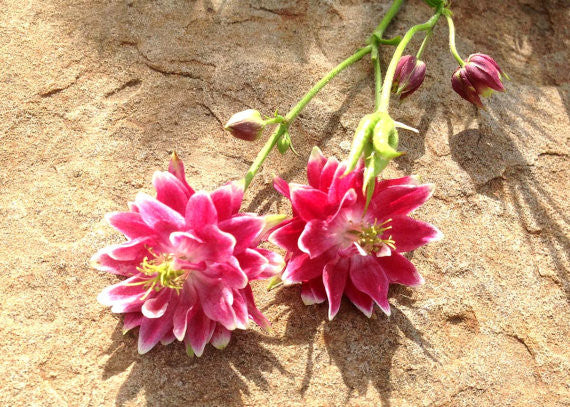 Aquilegia Mixed Color Seeds