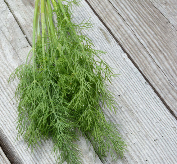 Dukat Dill Herb Garden Favorite