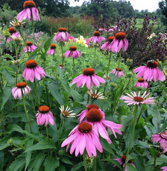 Purple Coneflower Seeds Great for Butterfly Gardens