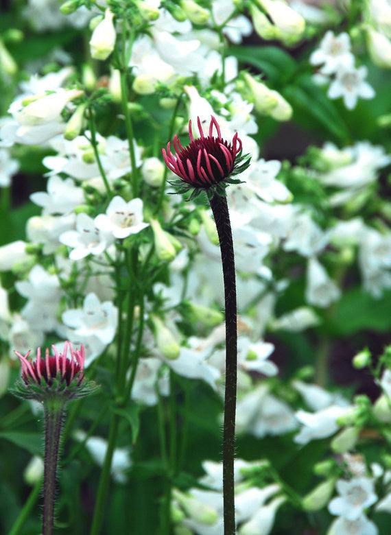 Tennessee Coneflower Prairie Plant Seeds