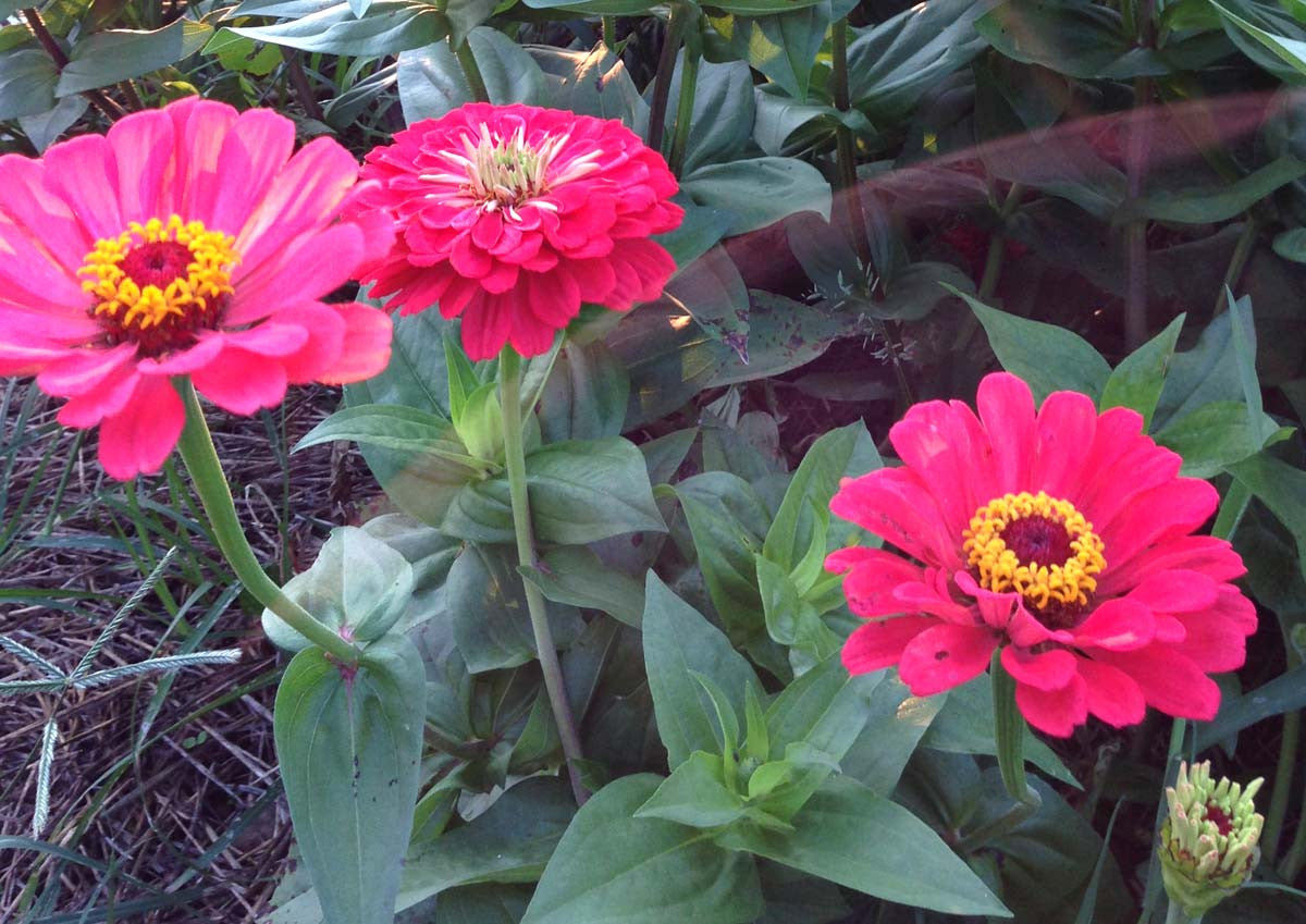 Heirloom Zinnia For Cut Flowers