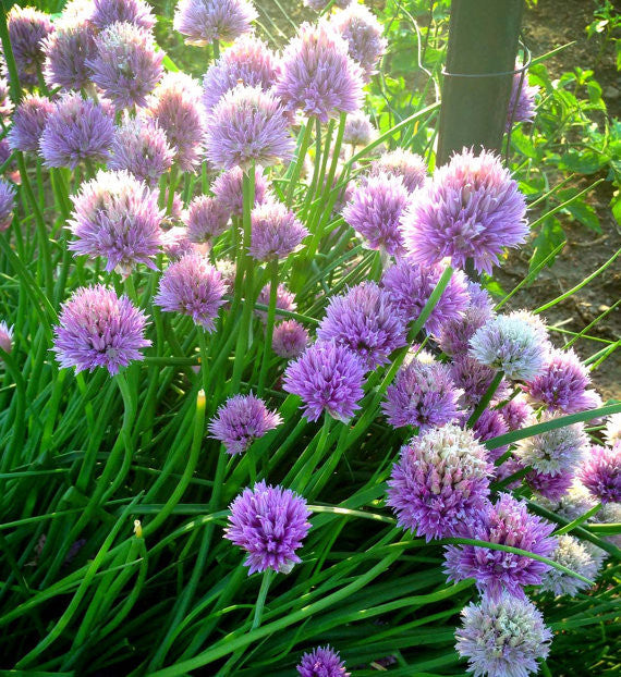 Chive perennial (delicate flavor, Allium schoenoprasum, chive patch, chopped chives) Chive perennial