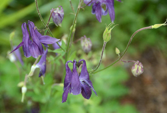 Columbine Seeds Mixed Colors