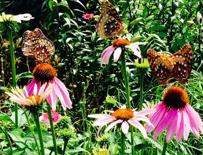 Purple Coneflower Seeds  for Butterfly Gardens
