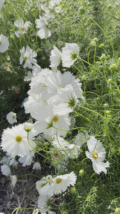 White Cupcake Cosmos Seeds, Great Cut Flower Cosmos