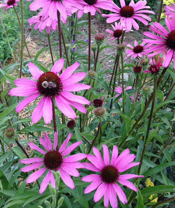 Native Coneflower Seeds Echinacea tennesseensis